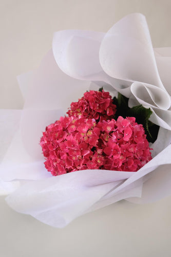 LOCAL LOVE~ Hydrangea