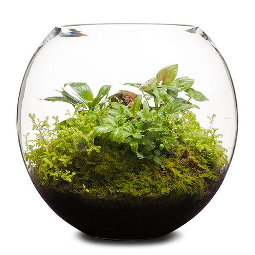 Revival Fishbowl