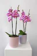Potted Phalaenopsis Orchid