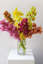 Cymbidium Orchids