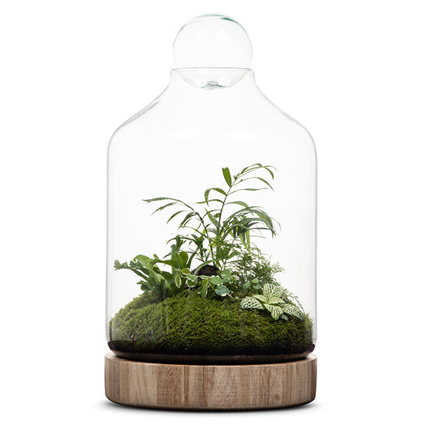 San Jose Large Terrarium