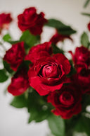 Jewel Fresh Cut Flowers 'En Masse'