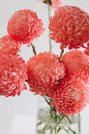 Bright Fresh Cut Flowers 'En Masse'