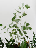 Locally Grown Foliage