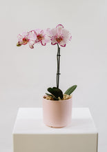 Potted Phalaenopsis Orchid